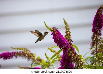 A Closeup Of A Hummingbird In Syracuse, NY