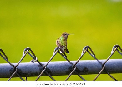 A Closeup Of A Hummingbird In Syracuse, NY