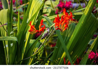 A Closeup Of A Hummingbird In Syracuse, NY