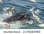 Close-up of Humpback whale bubble-net fishing off the coast of Cape Cod