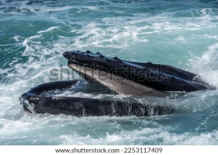 Close-up of Humpback Whale, mouth open and filtering food from water as it Swims off the coast of Cape Cod, Massachusetts