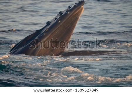 Closeup of a humpback's baleen plates which grow from the upper jaw. A whales take glups of seawater and use the bristly baleen to filter out fish and krill as they push the water out of their mouth.