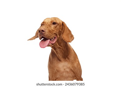 Close-up of Hungarian Vizsla dog with tongue out looking away against white studio background. Playful, friendly expression. Concept of pet lovers, animal life, grooming and veterinary. Copy space - Powered by Shutterstock