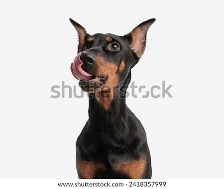closeup of hungry dobermann licking its nose looking to side while sitting on white background