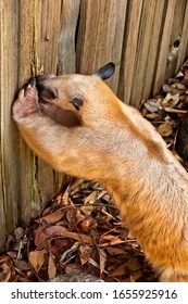 Closeup Of Hungry Lesser Anteater, Gnawing On A Fence With Its Snout.