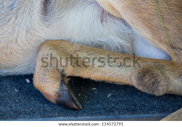 closeup of hunted roe\
deer leg in car trunk