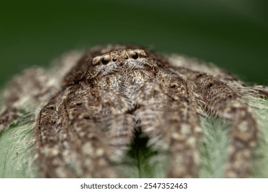 Close-up of a huntsman spider camouflaging on a large, vibrant green leaf in a lush rainforest environment - Powered by Shutterstock