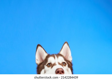 Close-up Of A Husky Dog Hiding Its Head. Husky Isolated On Blue Background. Banner.