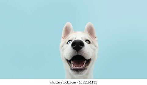 Close-up husky puppy dog with colored eyes and happy expression. Isolated on blue background.