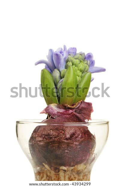 Closeup Hyacinth Bulb Vase Emerging Flower Stock Photo Edit Now