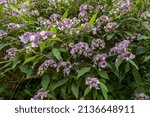 Close-up of Hydrangea aspera Villosa group flowers and leaves.