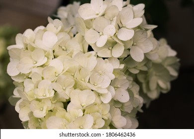 Close-up Of Hydrangea Flowers From The Garden Center.