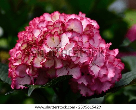 A closeup of a Hydrangea macrophylla, Seaside Serenade mophead with pink highlighted petals