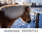 A closeup of an Icelandic horse on a snowy ranch in the countryside