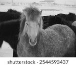 closeup of an icelandic pony on the snowy ranch