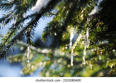 Close-up Of Icicles Dripping From Green Fir Tree Branches