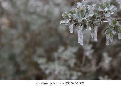 A closeup of icicles hanging on a Sage tree branch in a forest - Powered by Shutterstock