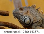 A closeup of iguana in aquarium in Zoological Park Saint Martin la Plaine, France