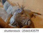 A closeup of iguana in aquarium in Zoological Park Saint Martin la Plaine, France