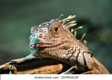 A close-up of an iguana chilling in the warmth of a light. Although it seems at ease, it it probably scanning its sourroundings with a watchful eye. - Shutterstock ID 1074943139