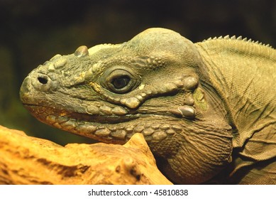 Close-up Of Iguana In Houston Zoo