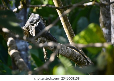 Close-up of an iguana resting on a tree branch in a lush, tropical forest, blending with the natural surroundings. Great for themes of wildlife, nature, and biodiversity. - Powered by Shutterstock