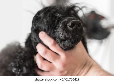 Closeup image of adorable black poodle snout, Dog's sense of smell concept