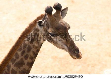A close-up image of an adult giraffe's head, blurred background