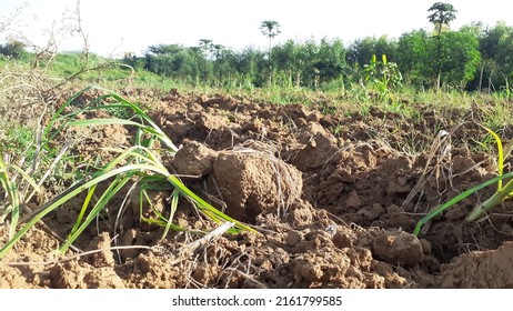 Close-up Image Of Agriculture Land With Compost And Muddy Terrain, Ecology And Fertilized Land Concept, Rural Farming, Drought Concept, Barren Land With Organic Mud Chunks Blurred Background, Climate