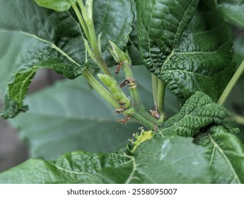 A close-up image of ants crawling on a plant stem, with green leaves visible in the background. - Powered by Shutterstock