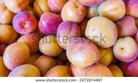 Close-up image of Apricots fruit. The first stonefruit of the season