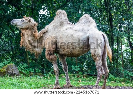 the closeup image of Bactrian camel (Camelus bactrianus). A large even-toed ungulate native to the steppes of Central Asia. It has two humps on its back.
It has served as pack animals in inner Asia. 