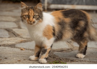 A close-up image of a beautiful domestic calico cat standing outdoors on a stone pathway. The cat has a striking coat pattern of orange, black, and white patches with piercing green eyes. - Powered by Shutterstock