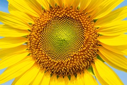 Close-up Image Of Beautiful Sunflower