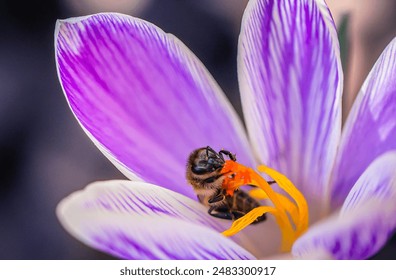 A close-up image of a bee pollinating a vibrant purple crocus flower. The bee is nestled inside the flower, its body covered in pollen. The delicate petals of the crocus are a beautiful shade of purpl - Powered by Shutterstock