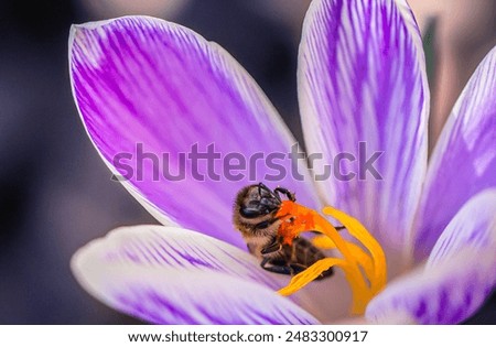 A close-up image of a bee pollinating a vibrant purple crocus flower. The bee is nestled inside the flower, its body covered in pollen. The delicate petals of the crocus are a beautiful shade of purpl