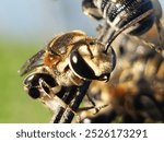 A close-up image of a bee