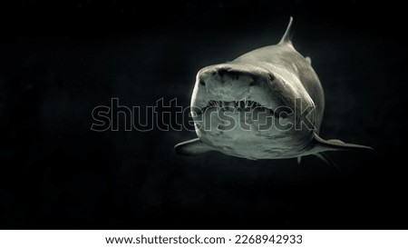 closeup image of Big Shark Face with background  