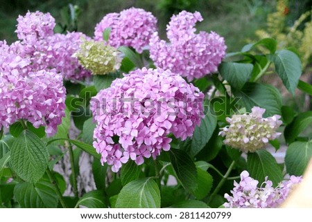 Close-up image of Bigleaf Hydrangea (Hydrangea macrophylla), a deciduous shrub commonly known for its large, spherical flower clusters.