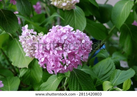 Close-up image of Bigleaf Hydrangea (Hydrangea macrophylla), a deciduous shrub commonly known for its large, spherical flower clusters.