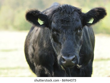 Closeup Image Of Black Cow Head.