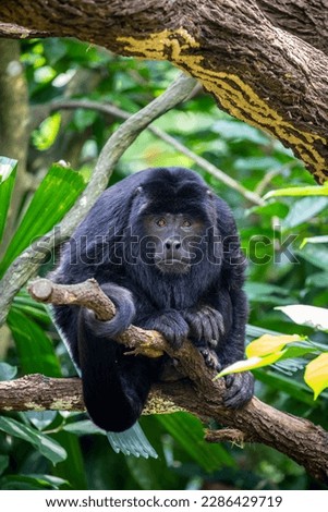The closeup image of black howler monkey (Alouatta caraya).
Only the adult male is black; adult females and juveniles of both genders are overall whitish to yellowish-buff.