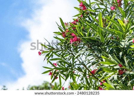 Similar – Image, Stock Photo Lush blooming oleander bush and a small dog nearby. Happy dog sits in front of vibrant pink flowering bush.