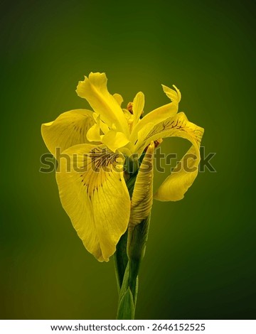A close-up image of a blooming yellow iris flower accompanied by a single bud. The background is softly blurred in yellow-green tones, creating a dreamy and serene atmosphere. Captured in natural ligh