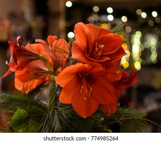 St Joseph S Lily Images Stock Photos Vectors Shutterstock