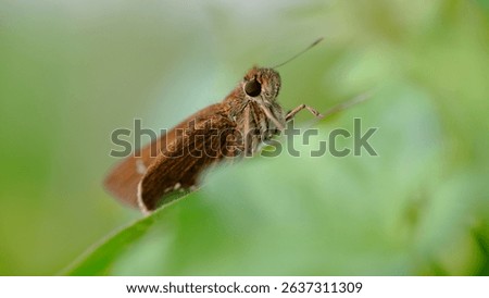 Close-up image of a brown skipper butterfly perched on a green leaf, captured with shallow depth of field and natural light in a macro photography style.