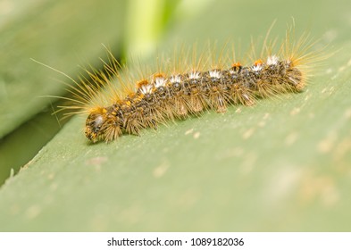 A Close-up Image Of A Browntail Moth Caterpillar,  Euproctis Chrysorrhoea. Found In Kent, UK In May On A Garden Fence.