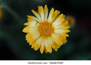 Closeup image of Calendula Officials flower.