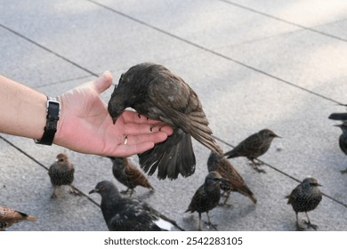 A close-up image capturing a bird perched on an outstretched hand, with its wings slightly raised. In the background, a flock of birds is gathered on the ground, highlighting an interaction. - Powered by Shutterstock