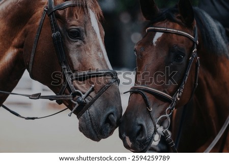 A close-up image capturing two horses with bridles gently touching noses, exuding a sense of calmness and connection. Perfect for themes of animal bonding and equestrian sports.